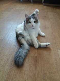 Приветы из дома, или счастливые истории пристройства