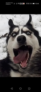 Арчик 