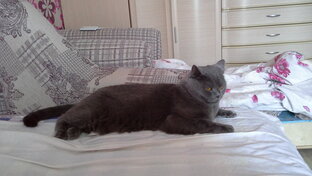 Дом, семья, питомцы