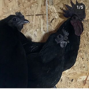 Куры несушки