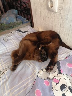 Иди пойми от куда лапы)) 