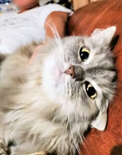 Жизнь замечательных котов🐈🐈