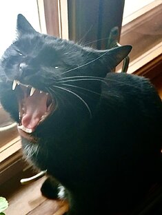 Бобтейл Рыся