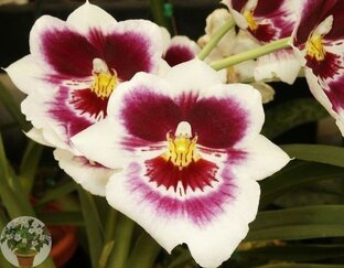 Уход за растениями