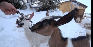 Эх, деревня моя деревушечка, три козы две поросюшечки