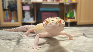 Про животных