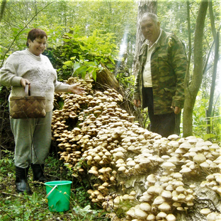 Грибные истории