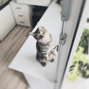 Котик-Колготик