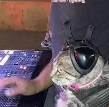 Коты и Синтезаторы