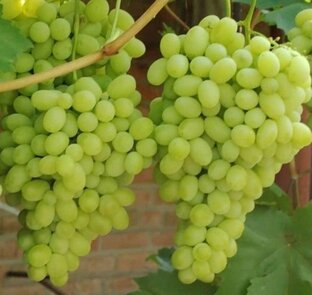 Виноград