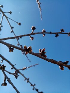 Обработки сада