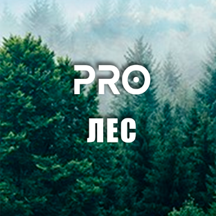 _____   ПРО ЛЕС   _____