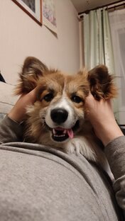 Смешные видео