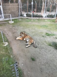 Тигр 🐅 