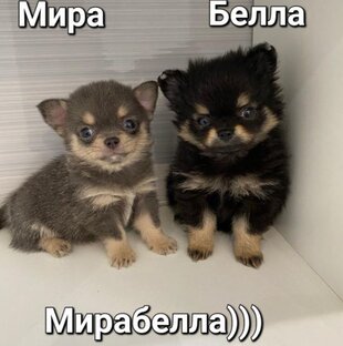 Любимые СОБАЧУЛИ