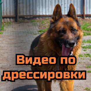Видео по дрессировке собак 
