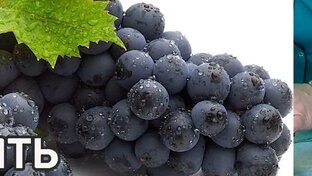 ВИНОГРАД. Как вырастить виноград в центральной полосе.