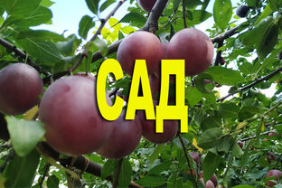 САД
