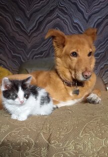 Мои животные