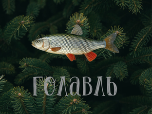 Рыбалка на ГОЛАВЛЯ