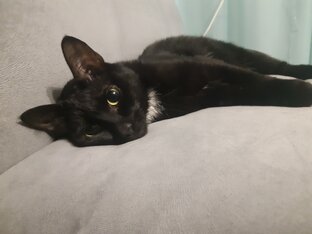 Домашние животные