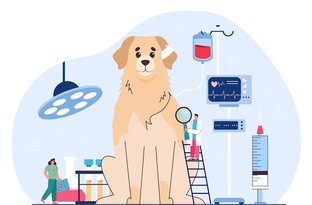 Здоровье собак