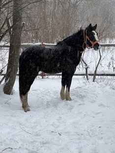 Владимирская кобыла  червонка 