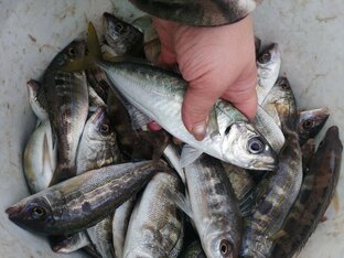 Морская рыбалка и не только