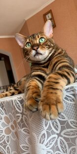 Коты