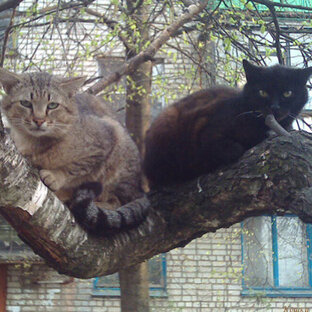 Коты и деревья
