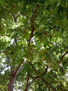 Истории из моей жизни, животных, связь с природой