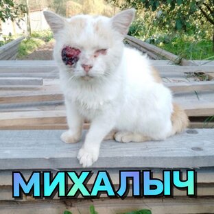 МИХАЛЫЧ - кот, брошенный у церкви больным...
