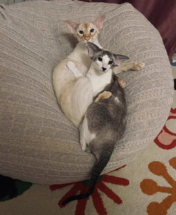 БИКОЛОРЫ у сиамских кошек