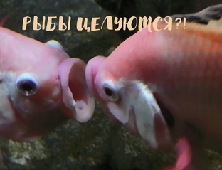 Рыбки 🐟🐟🐟