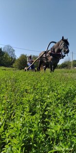 Работа на лошадях