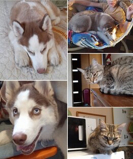 Животные у нас дома