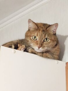 О животных