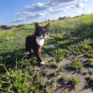 Котики семьи😻