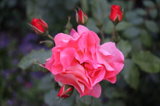 Голос Сердца