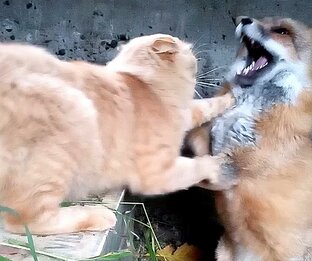 Дикая лиса Маркиза и кот Амур, игра. 