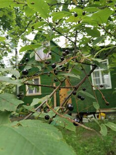 Домик в деревне 