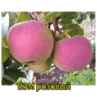 Яблони 