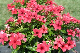 КАТАРАНТУС