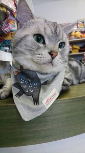 Интересные животные