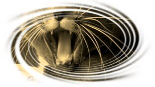 "Дети" наших детей.