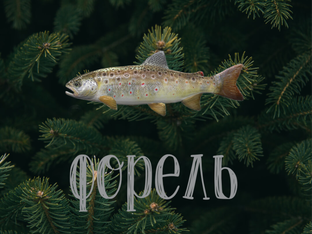 Форелевая тема 