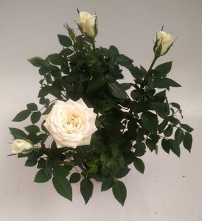 Сохранение многолетних цветов до высадки в открытый грунт.