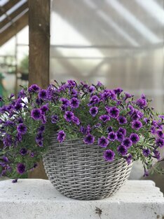 Вегетативные петунии