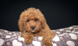 Румпельштильцхен.