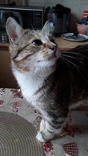 Коты-воркуны